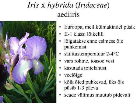 Iris x hybrida (Iridaceae) aediiris