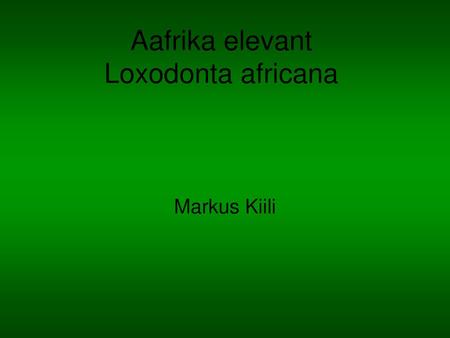 Aafrika elevant Loxodonta africana