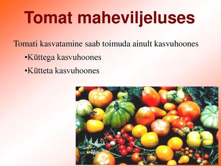 Tomat maheviljeluses Tomati kasvatamine saab toimuda ainult kasvuhoones Küttega kasvuhoones Kütteta kasvuhoones.