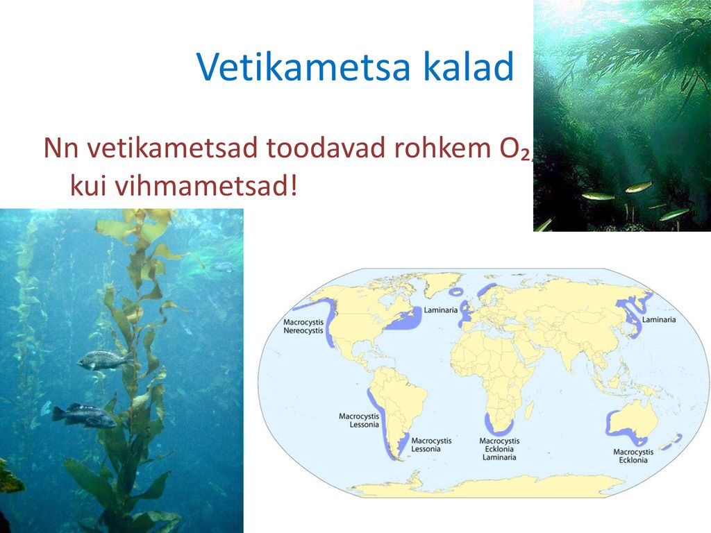 Vetikametsa kalad Nn vetikametsad toodavad rohkem O₂, kui vihmametsad!