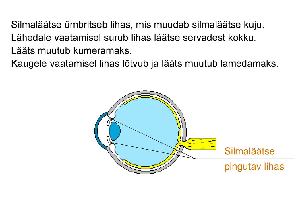 Silmaläätse ümbritseb lihas, mis muudab silmaläätse kuju.