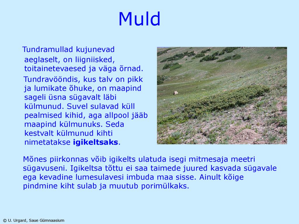 Muld Tundramullad kujunevad aeglaselt, on liigniisked, toitainetevaesed ja väga õrnad.