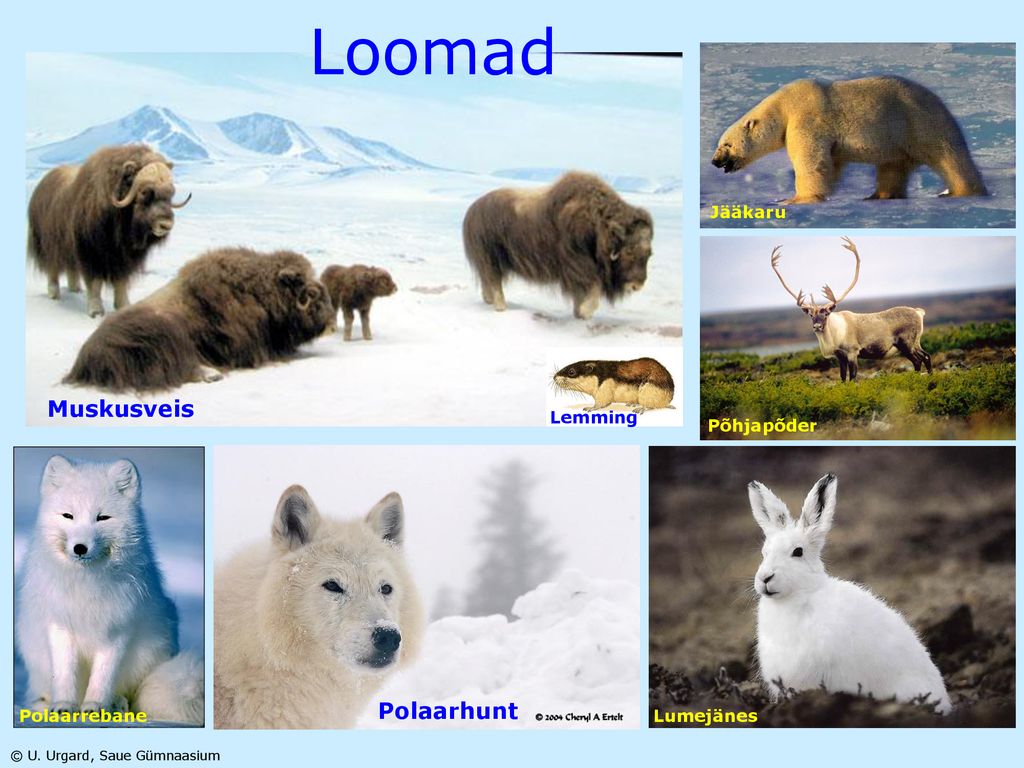 Loomad Muskusveis Polaarhunt Lemming Jääkaru Põhjapõder Lumejänes