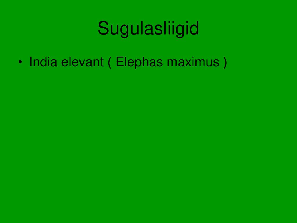 Sugulasliigid India elevant ( Elephas maximus )