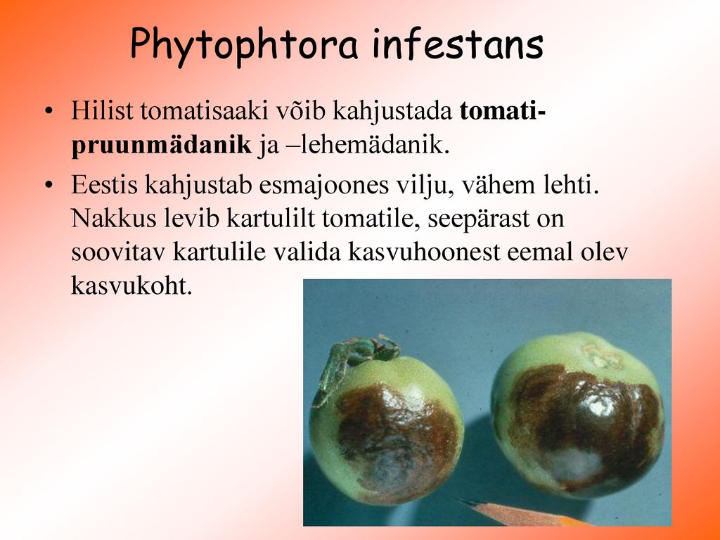 Phytophtora infestans