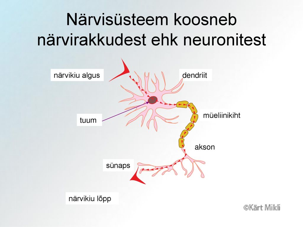 Närvisüsteem koosneb närvirakkudest ehk neuronitest