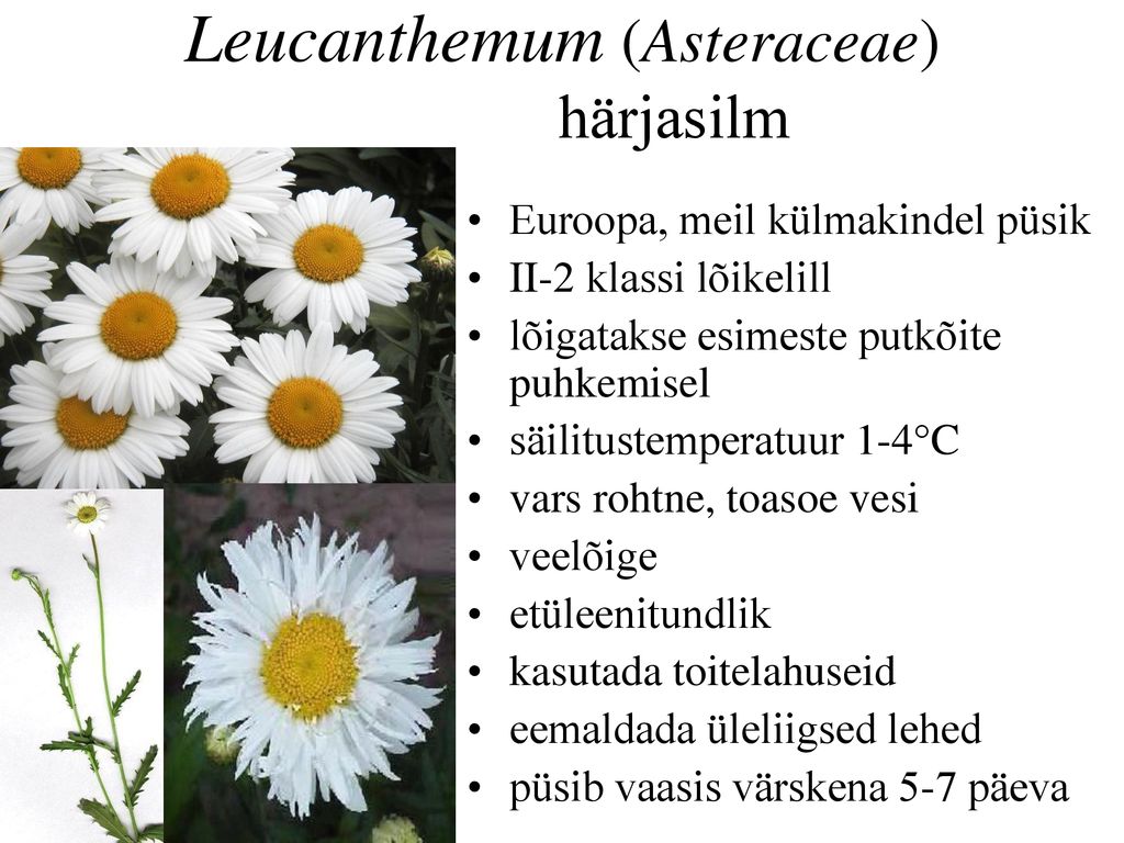 Leucanthemum (Asteraceae) härjasilm