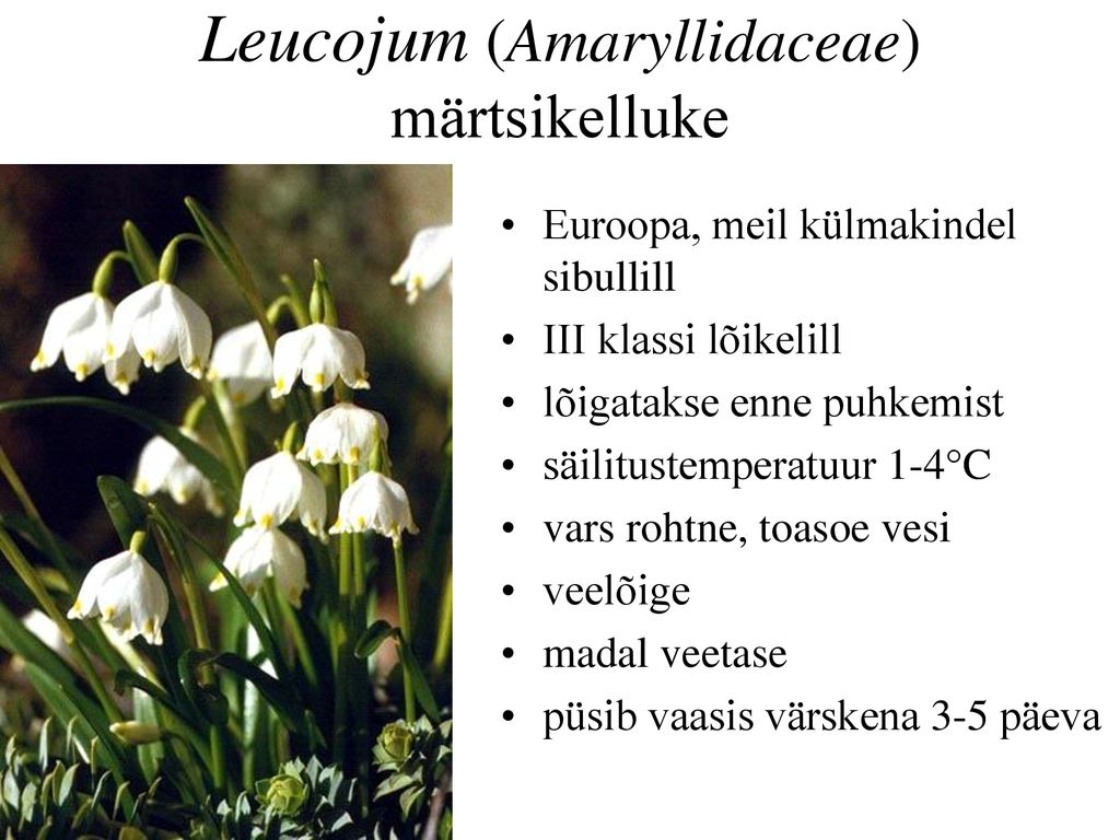 Leucojum (Amaryllidaceae) märtsikelluke