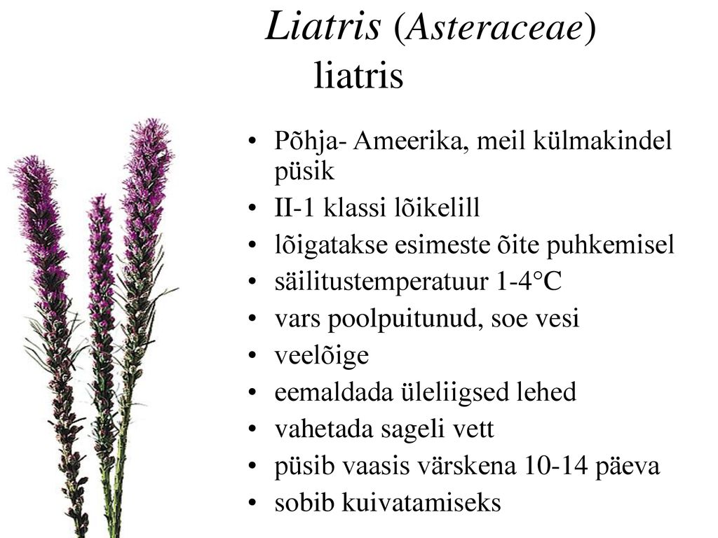 Liatris (Asteraceae) liatris