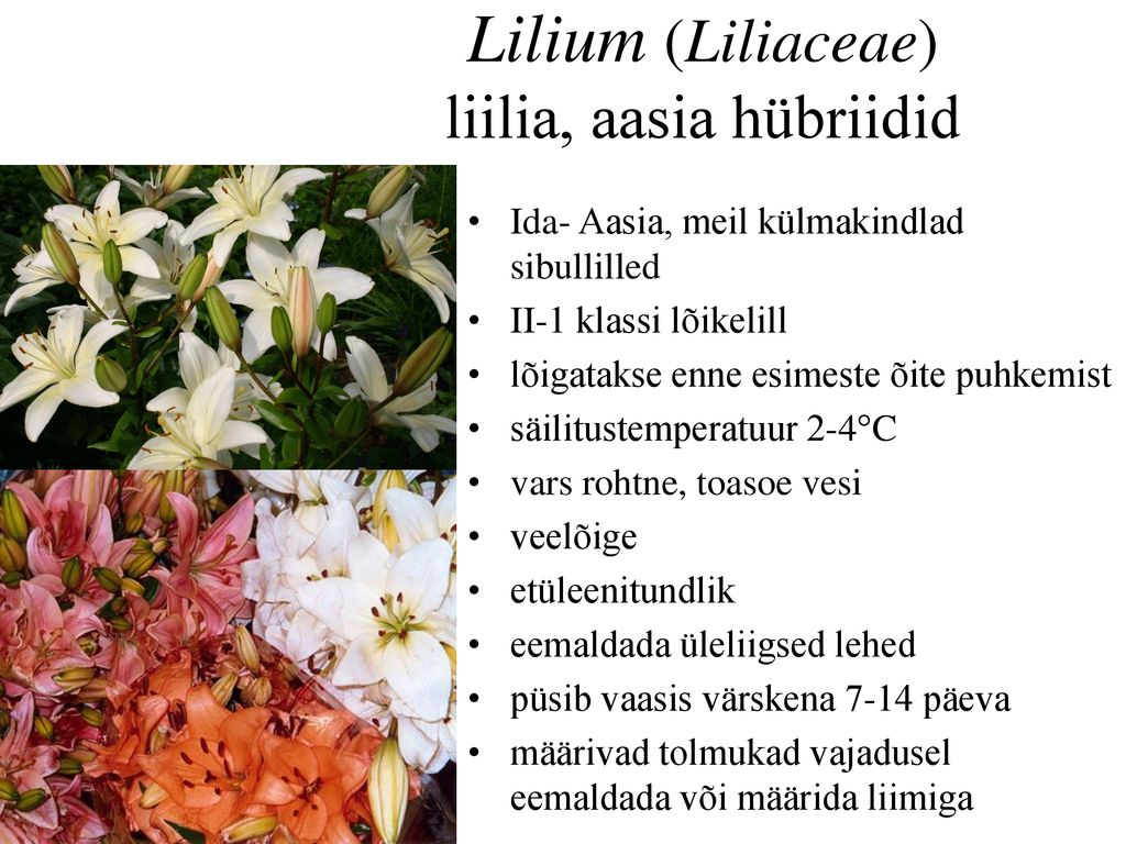 Lilium (Liliaceae) liilia, aasia hübriidid