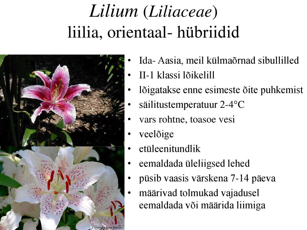 Lilium (Liliaceae) liilia, orientaal- hübriidid