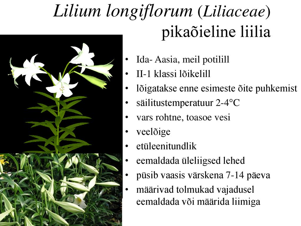 Lilium longiflorum (Liliaceae) pikaõieline liilia
