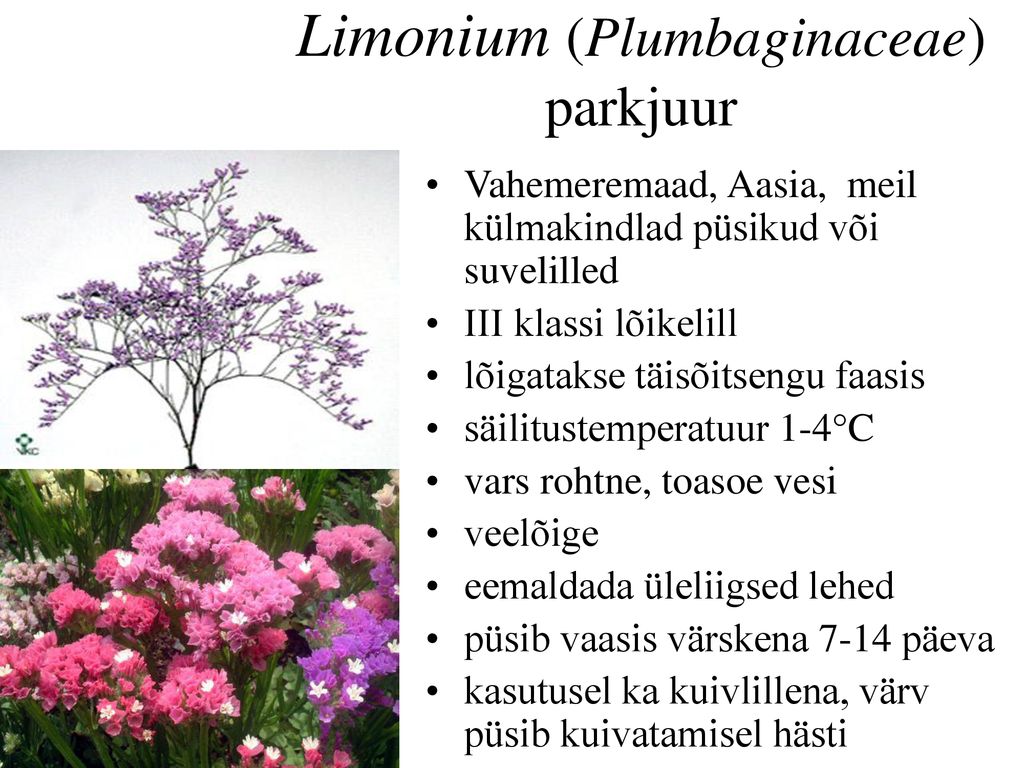 Limonium (Plumbaginaceae) parkjuur