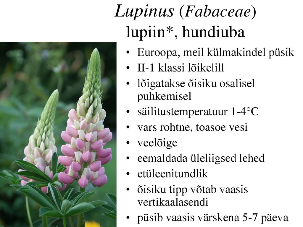 Lupinus (Fabaceae) lupiin*, hundiuba