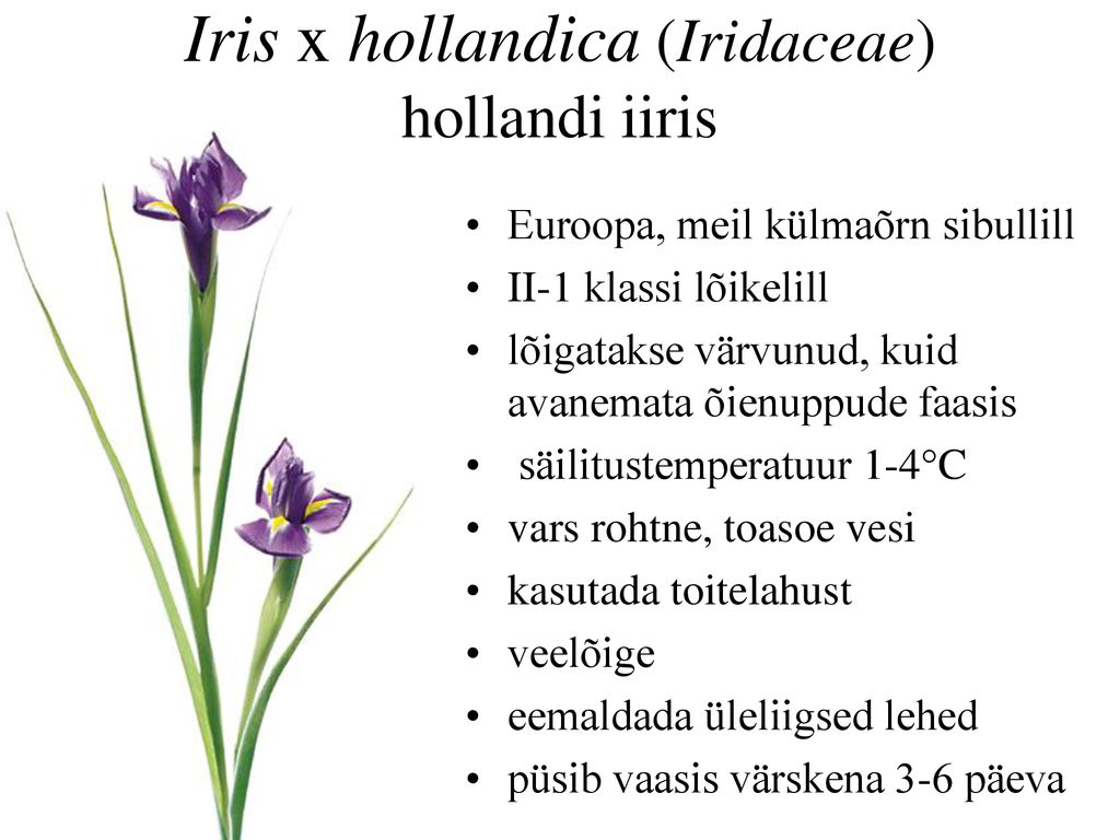 Iris x hollandica (Iridaceae) hollandi iiris