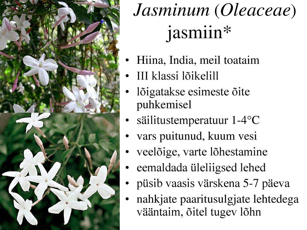 Jasminum (Oleaceae) jasmiin*