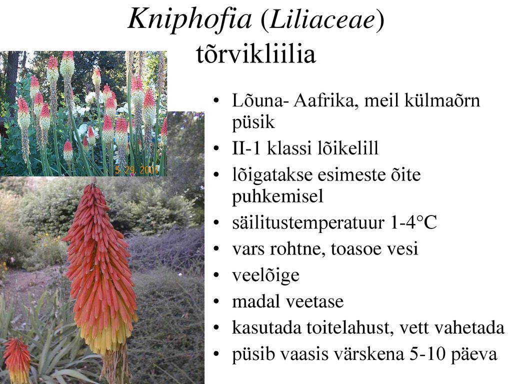 Kniphofia (Liliaceae) tõrvikliilia