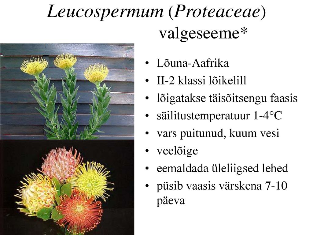 Leucospermum (Proteaceae) valgeseeme*