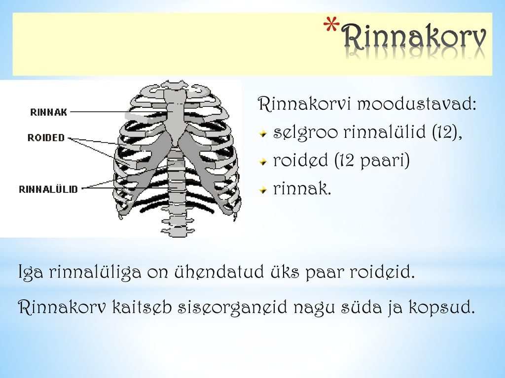 Rinnakorv Rinnakorvi moodustavad: selgroo rinnalülid (12),