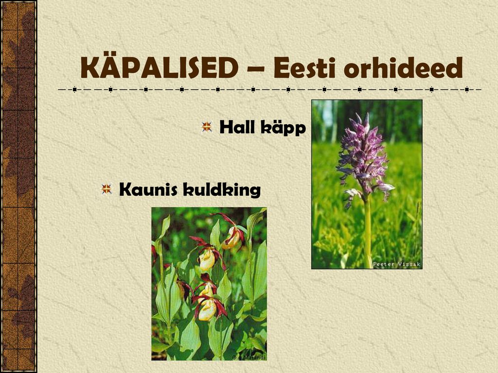 KÄPALISED – Eesti orhideed