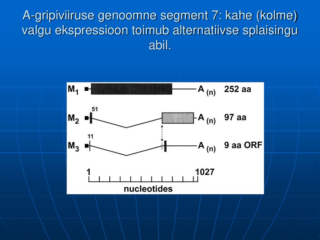 A-gripiviiruse genoomne segment 7: kahe (kolme) valgu ekspressioon toimub alternatiivse splaisingu abil.