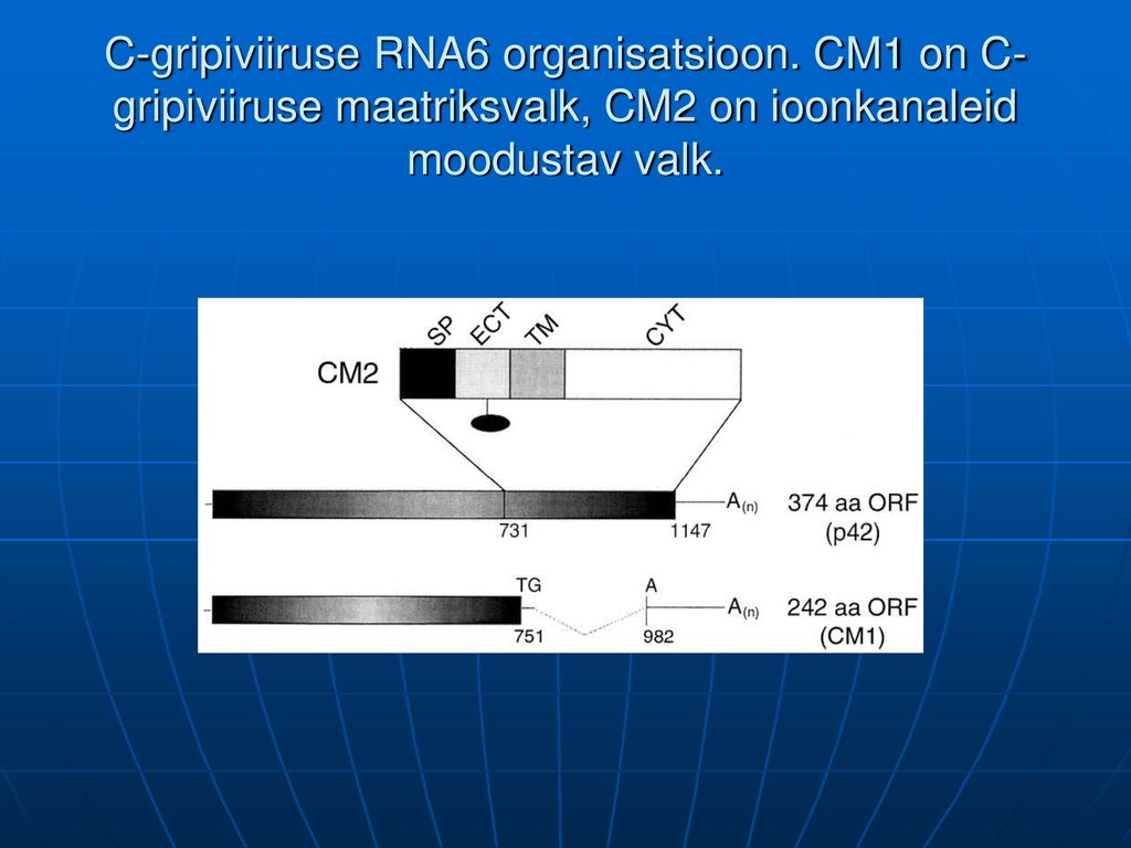 C-gripiviiruse RNA6 organisatsioon