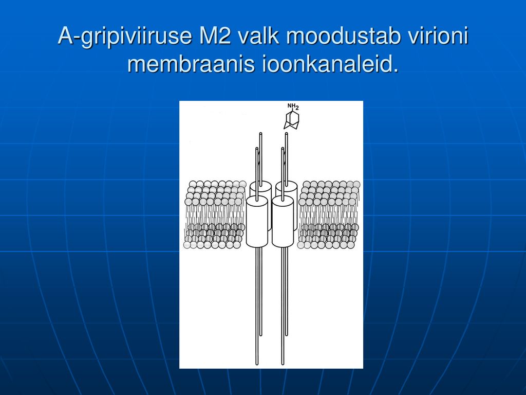A-gripiviiruse M2 valk moodustab virioni membraanis ioonkanaleid.