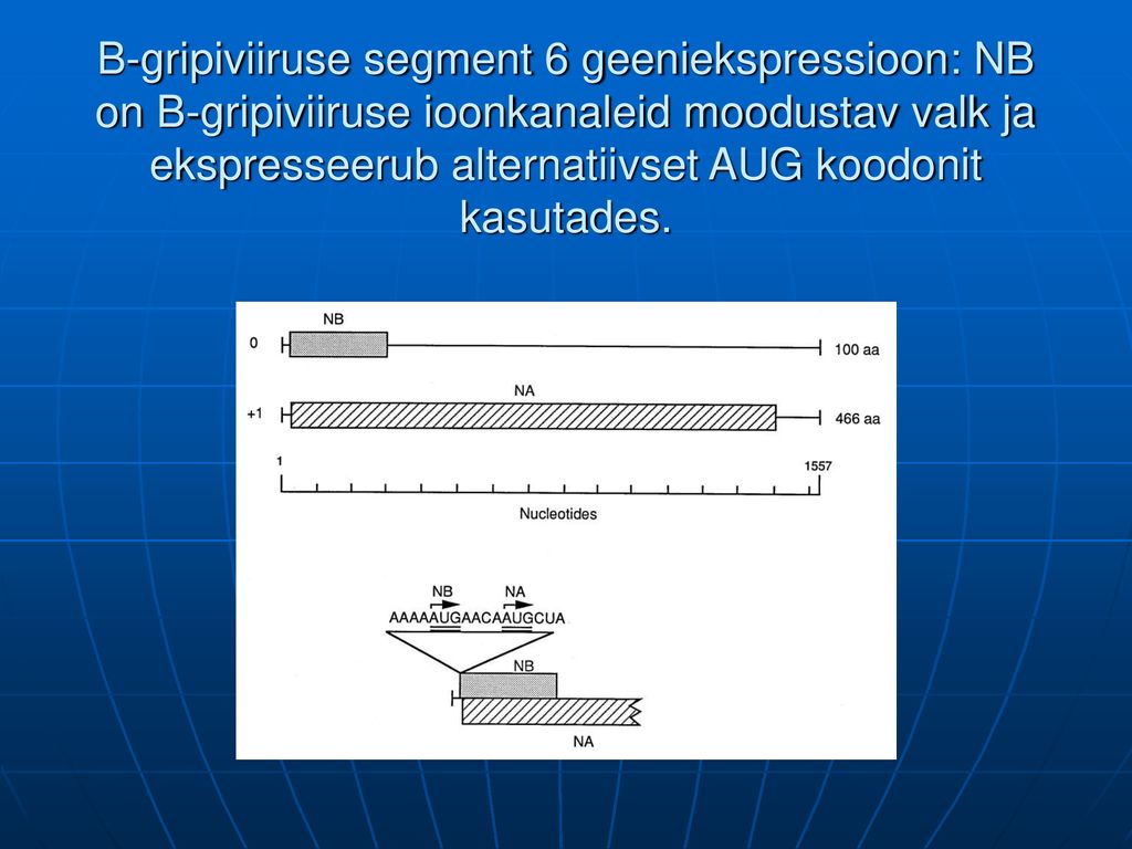 B-gripiviiruse segment 6 geeniekspressioon: NB on B-gripiviiruse ioonkanaleid moodustav valk ja ekspresseerub alternatiivset AUG koodonit kasutades.