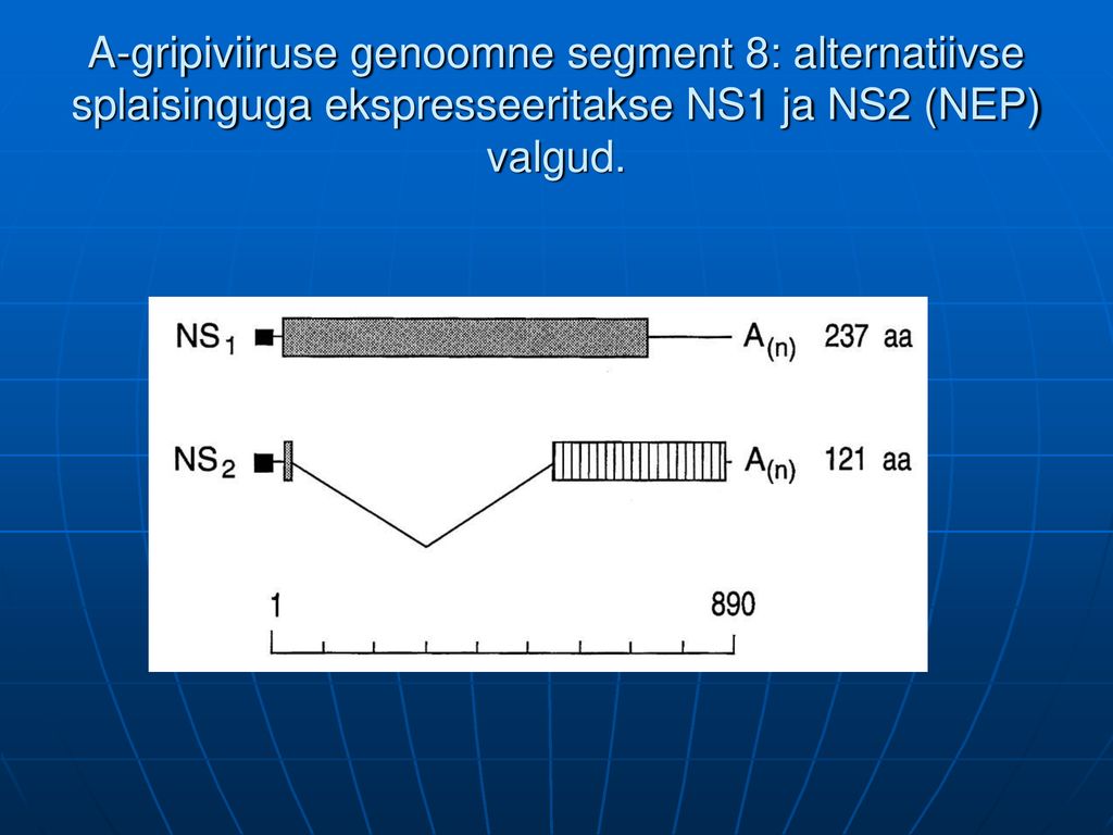 A-gripiviiruse genoomne segment 8: alternatiivse splaisinguga ekspresseeritakse NS1 ja NS2 (NEP) valgud.