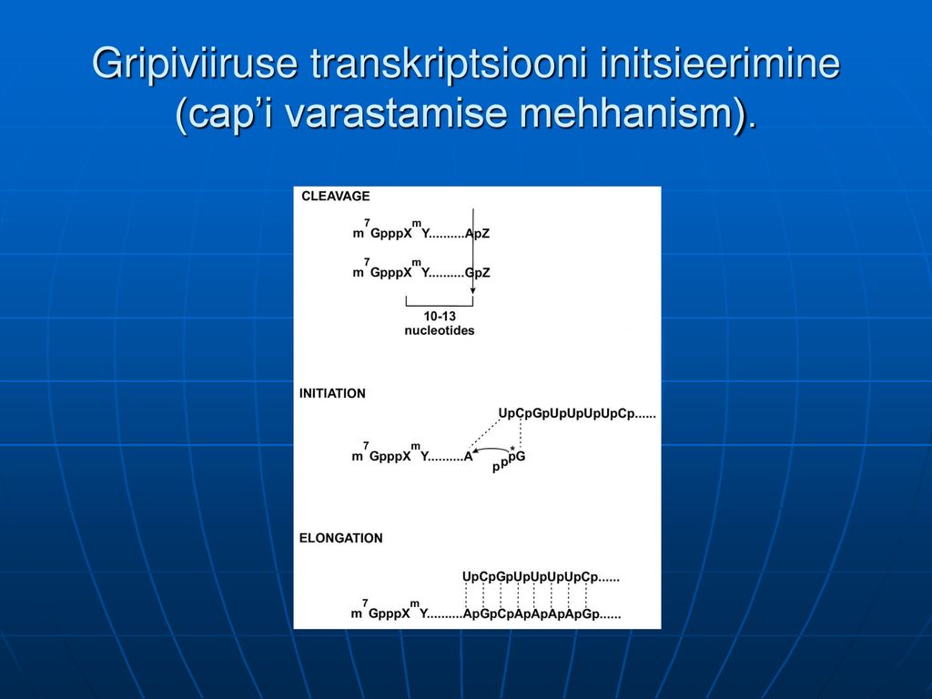 Gripiviiruse transkriptsiooni initsieerimine (cap’i varastamise mehhanism).