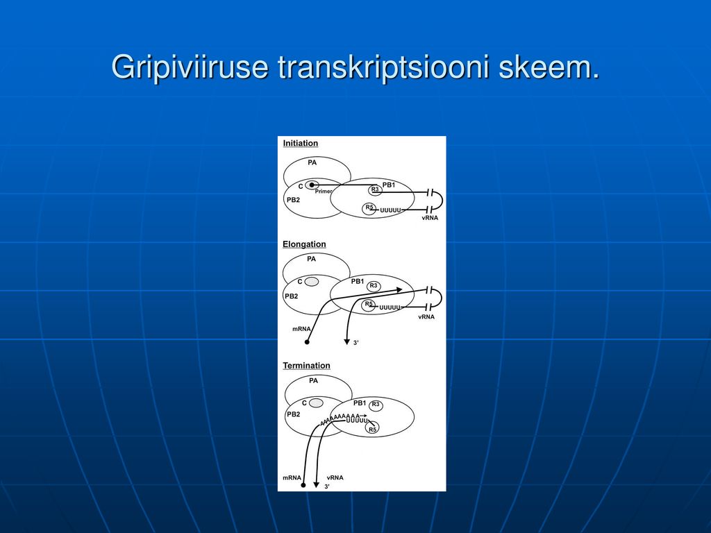 Gripiviiruse transkriptsiooni skeem.