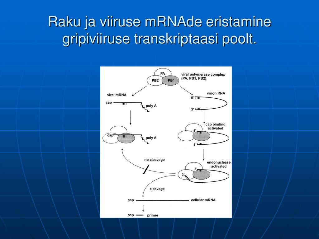 Raku ja viiruse mRNAde eristamine gripiviiruse transkriptaasi poolt.