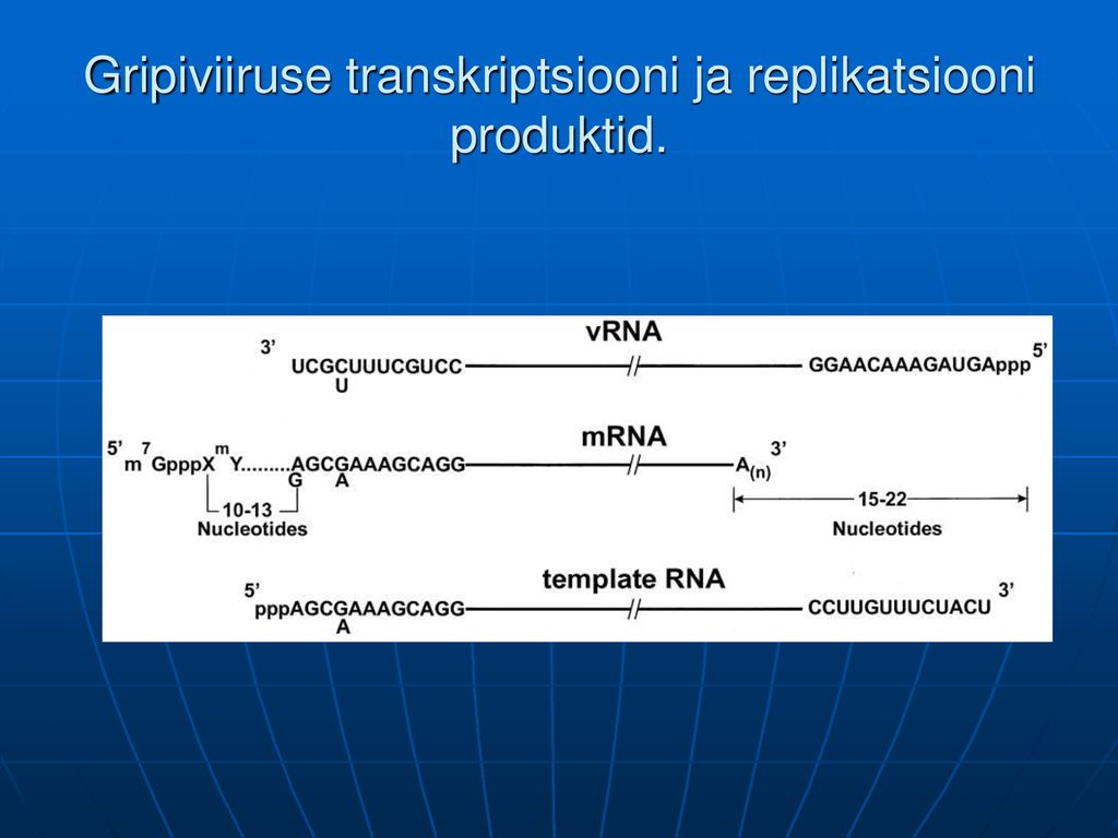 Gripiviiruse transkriptsiooni ja replikatsiooni produktid.