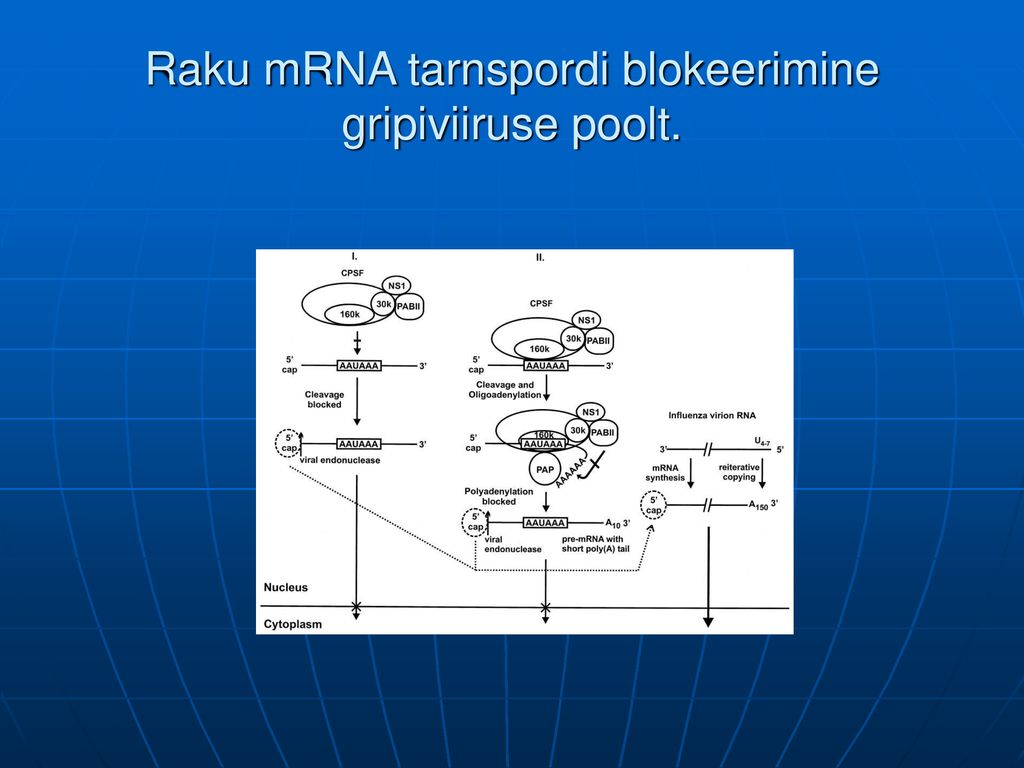 Raku mRNA tarnspordi blokeerimine gripiviiruse poolt.