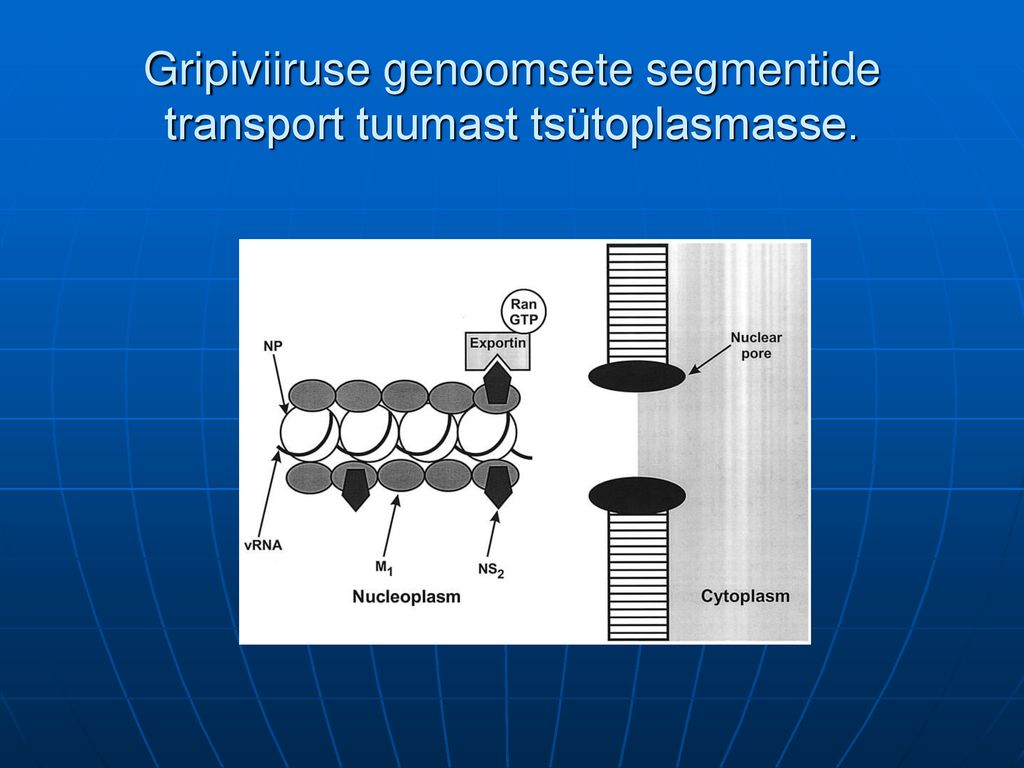 Gripiviiruse genoomsete segmentide transport tuumast tsütoplasmasse.