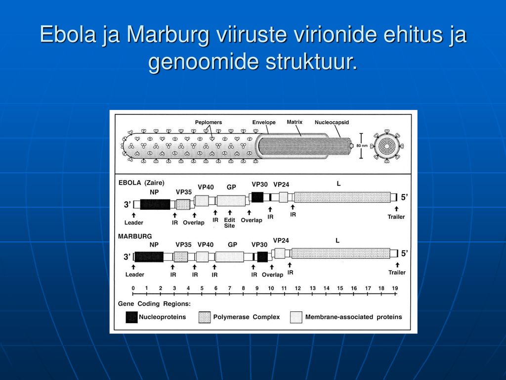 Ebola ja Marburg viiruste virionide ehitus ja genoomide struktuur.