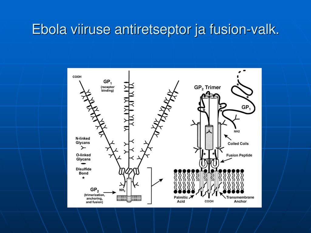 Ebola viiruse antiretseptor ja fusion-valk.