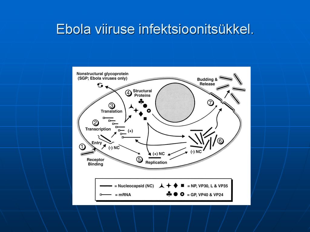 Ebola viiruse infektsioonitsükkel.