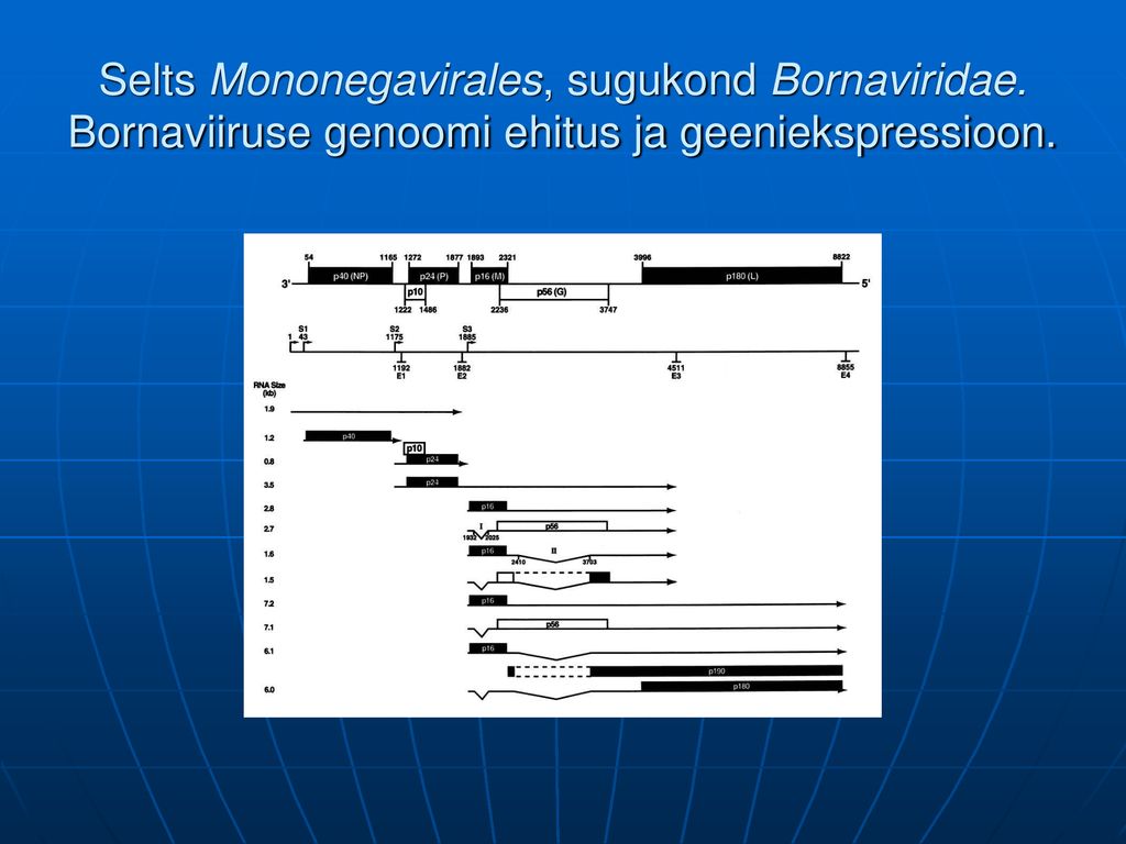 Selts Mononegavirales, sugukond Bornaviridae