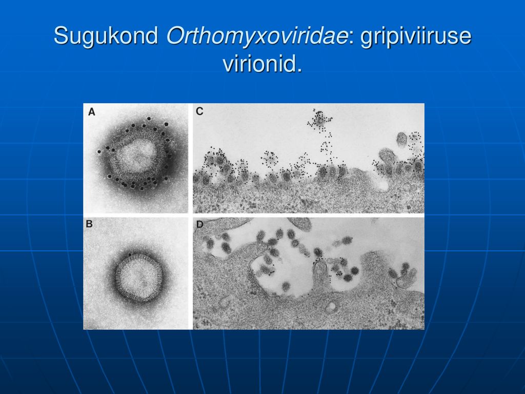Sugukond Orthomyxoviridae: gripiviiruse virionid.
