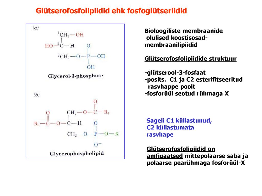 Glütserofosfolipiidid ehk fosfoglütseriidid