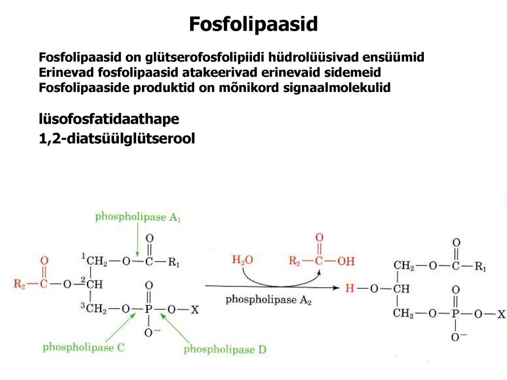 Fosfolipaasid lüsofosfatidaathape 1,2-diatsüülglütserool
