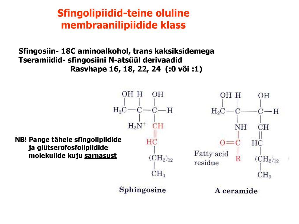 Sfingolipiidid-teine oluline membraanilipiidide klass
