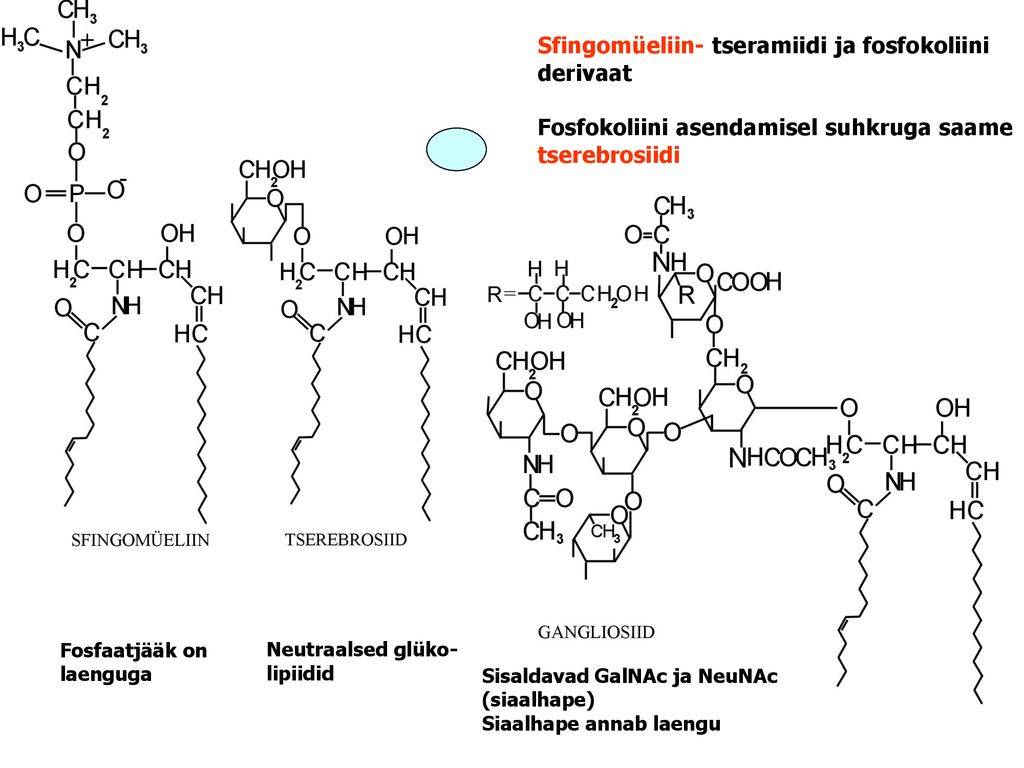 Sfingomüeliin- tseramiidi ja fosfokoliini derivaat