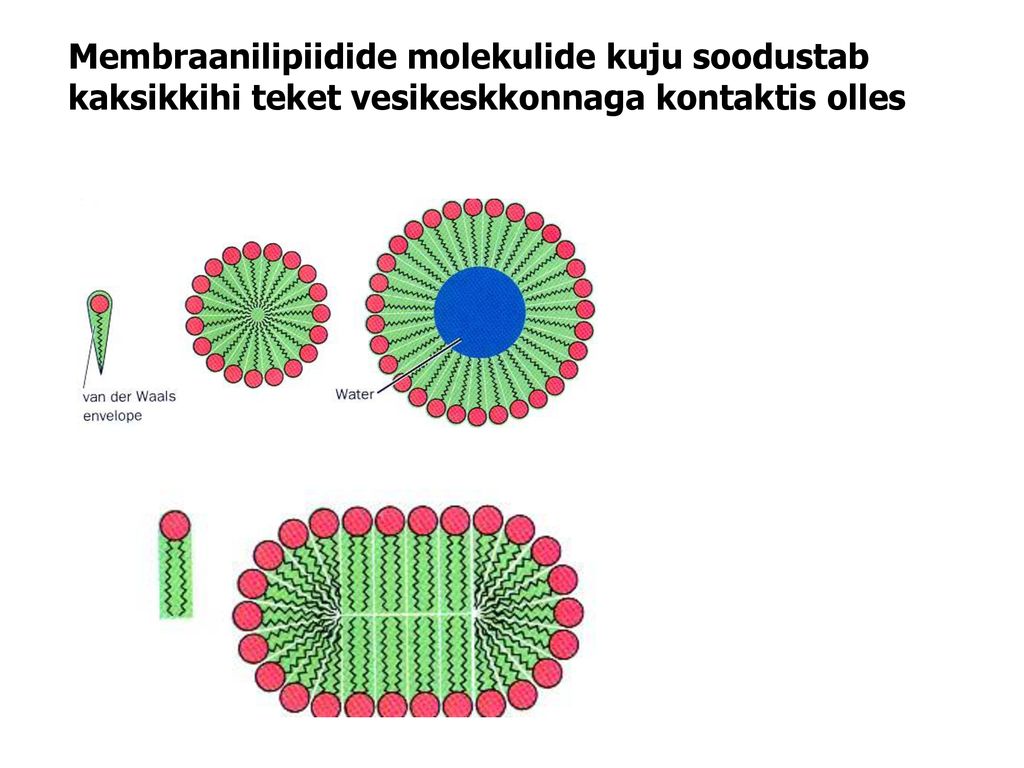 Membraanilipiidide molekulide kuju soodustab kaksikkihi teket vesikeskkonnaga kontaktis olles