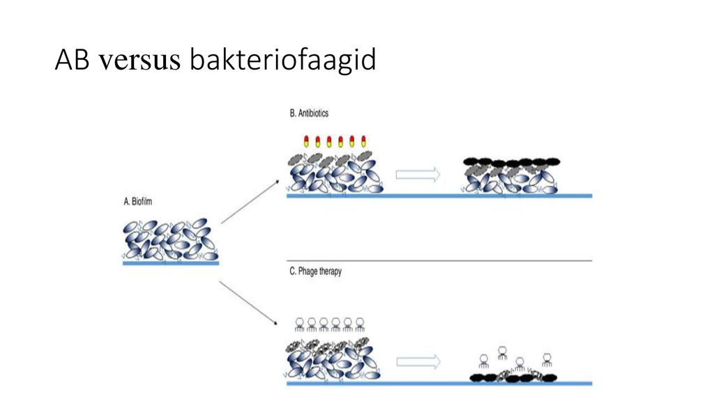 AB versus bakteriofaagid